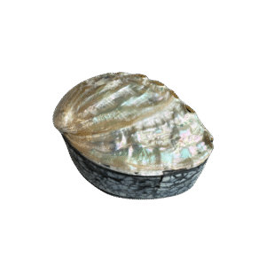 Sieradendoosje met Abalone Schelp - Parelmoer
