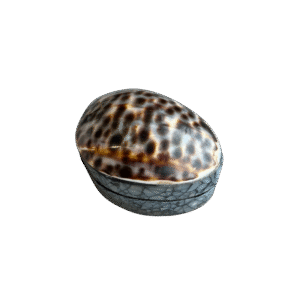 Kauri Schelpendoosje met Tijgerpatroon – Uniek Natuurproduct uit Indonesië