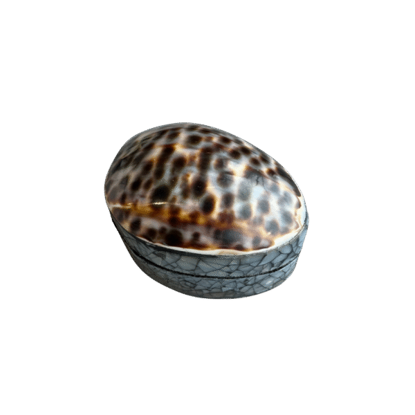 Kauri Schelpendoosje met Tijgerpatroon – Uniek Natuurproduct uit Indonesië